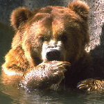 grizley bear represents English language school in Canada