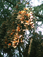 Monarch Branch