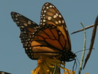 Monarch Butterfly