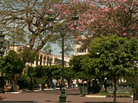 Plaza in bloom